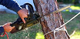 Best Hazardous Tree Removal  in Colbert, OK